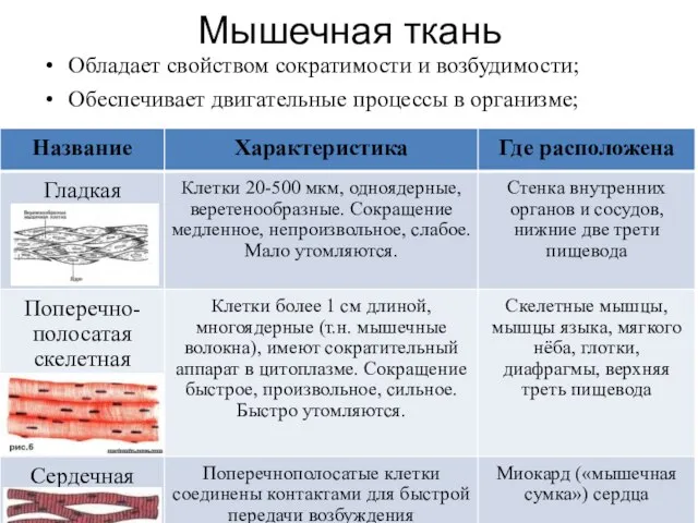 Мышечная ткань Обладает свойством сократимости и возбудимости; Обеспечивает двигательные процессы в организме;