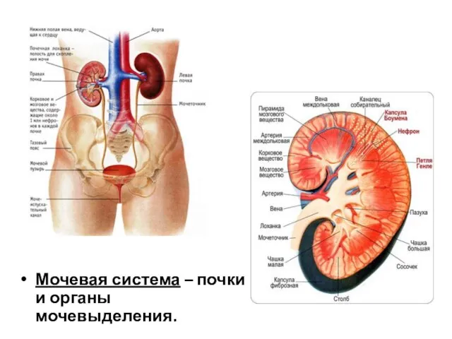 Мочевая система – почки и органы мочевыделения.