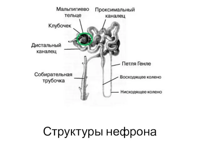 Структуры нефрона