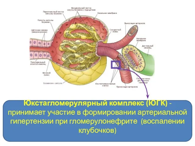 Юкстагломерулярный комплекс (ЮГК) - принимает участие в формировании артериальной гипертензии при гломерулонефрите (воспалении клубочков)