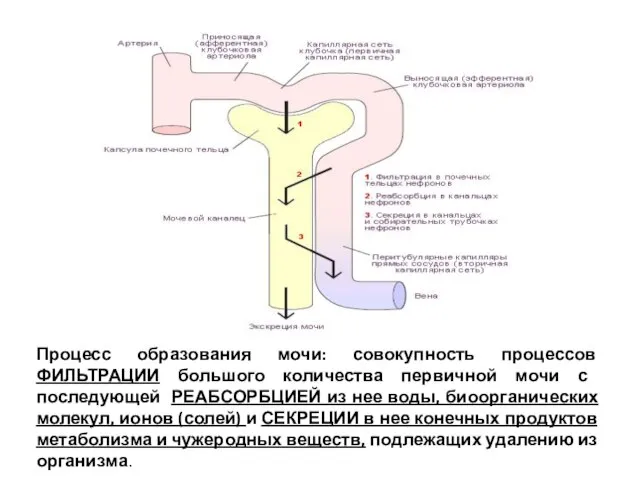 Процесс образования мочи: совокупность процессов ФИЛЬТРАЦИИ большого количества первичной мочи с