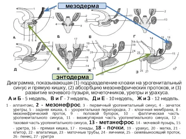 Диаграмма, показывающая (1) подразделение клоаки на урогенитальный синус и прямую кишку,