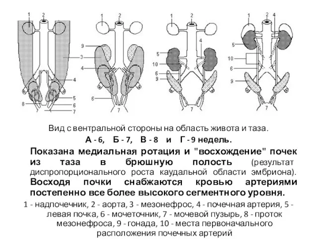 Вид с вентральной стороны на область живота и таза. А -