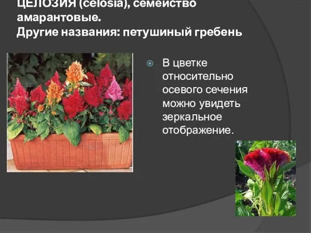 ЦЕЛОЗИЯ (celosia), семейство амарантовые. Другие названия: петушиный гребень В цветке относительно