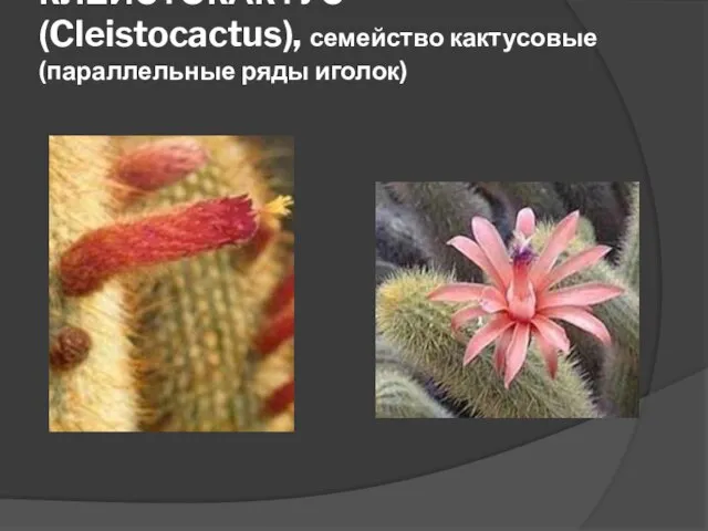 КЛЕЙСТОКАКТУС (Cleistocactus), семейство кактусовые (параллельные ряды иголок)