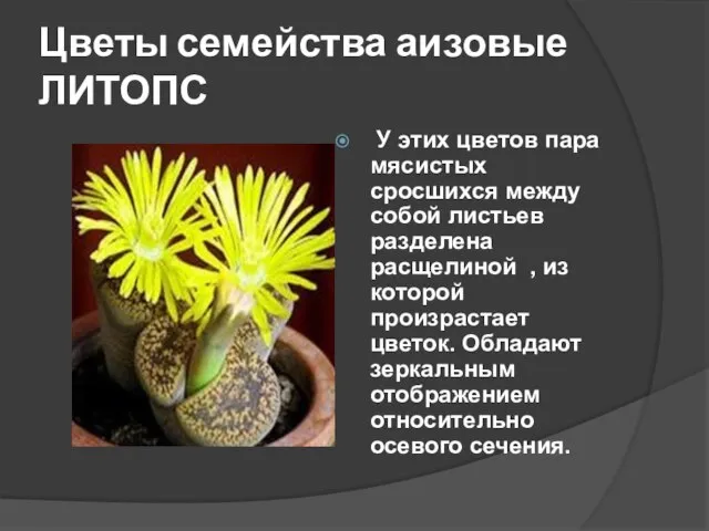 Цветы семейства аизовые ЛИТОПС У этих цветов пара мясистых сросшихся между