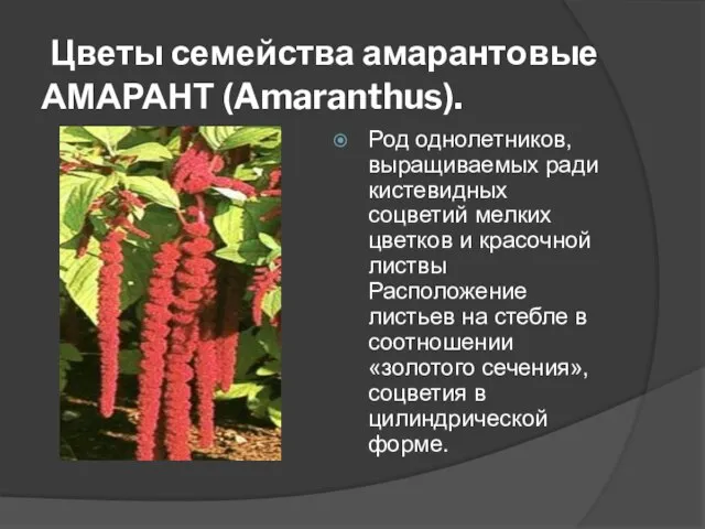 Цветы семейства амарантовые АМАРАНТ (Amaranthus). Род однолетников, выращиваемых ради кистевидных соцветий