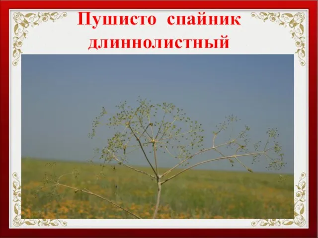 Пушисто спайник длиннолистный