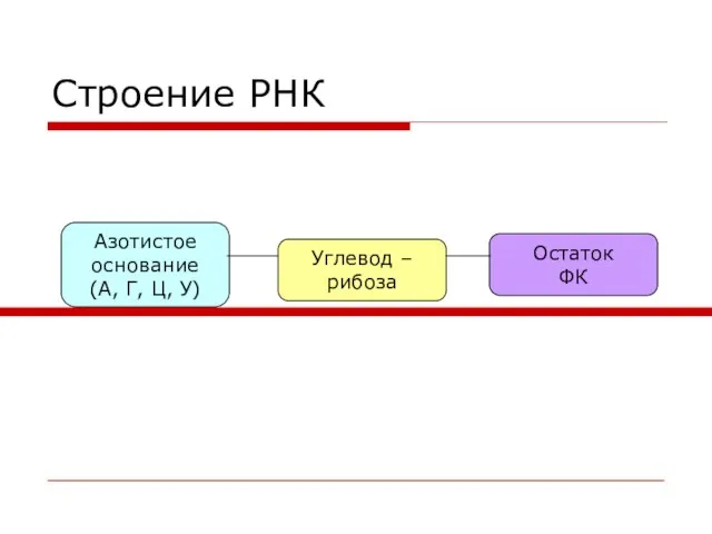 Строение РНК Углевод – рибоза Азотистое основание (А, Г, Ц, У) Остаток ФК