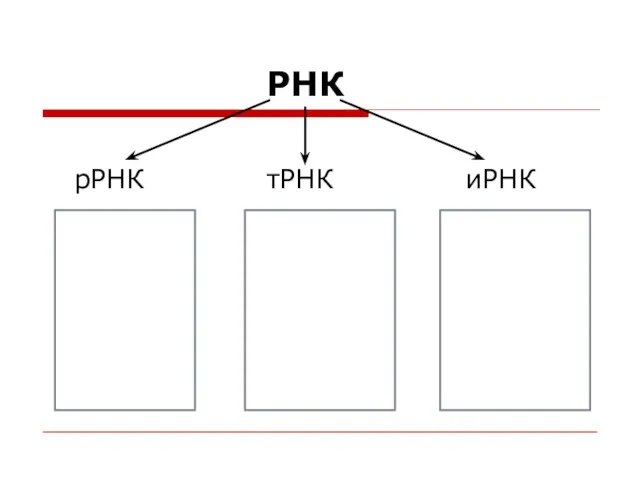 РНК рРНК тРНК иРНК