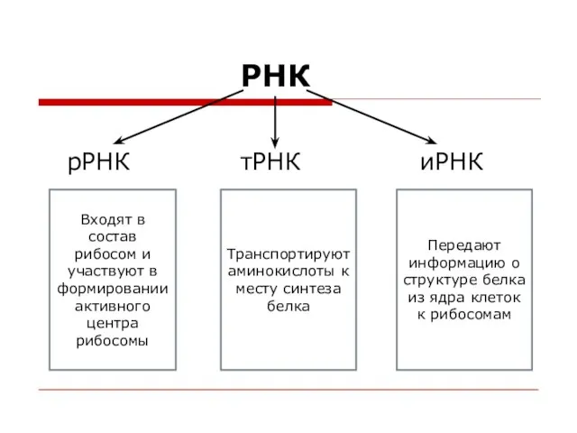 РНК рРНК тРНК иРНК Входят в состав рибосом и участвуют в