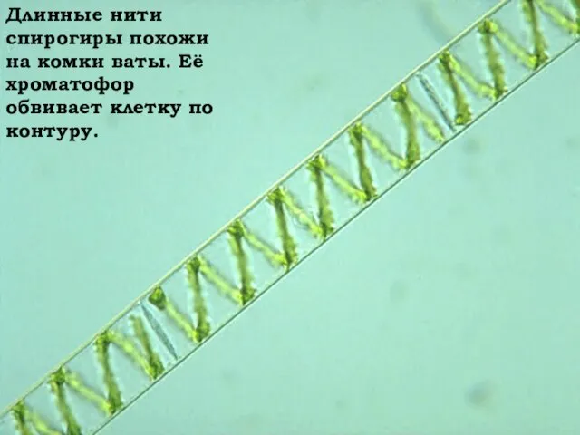 Длинные нити спирогиры похожи на комки ваты. Её хроматофор обвивает клетку по контуру.