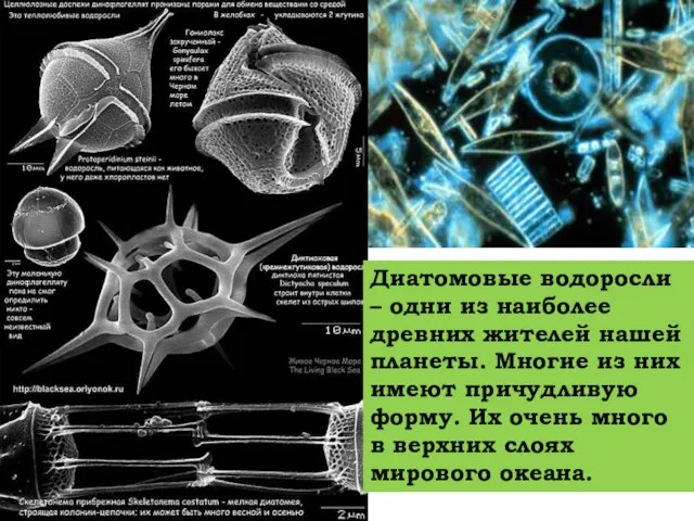 Диатомовые водоросли – одни из наиболее древних жителей нашей планеты. Многие