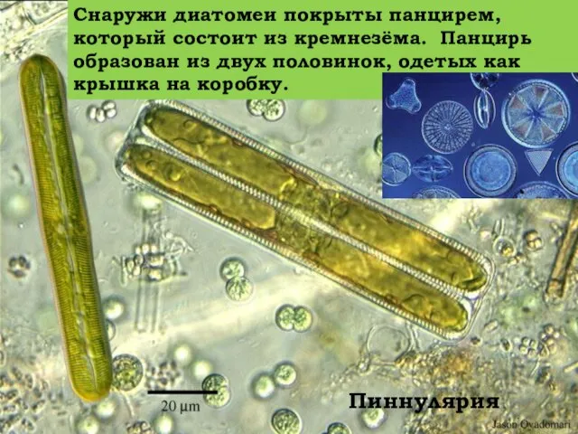 Пиннулярия Снаружи диатомеи покрыты панцирем, который состоит из кремнезёма. Панцирь образован