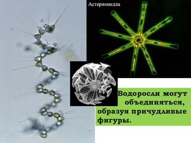 Водоросли могут о объединяться, образуя причудливые фигуры. Астерионелла