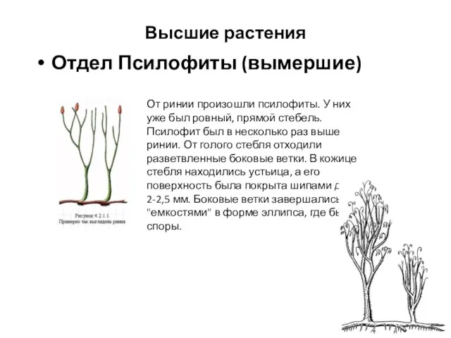 Высшие растения Отдел Псилофиты (вымершие) От ринии произошли псилофиты. У них