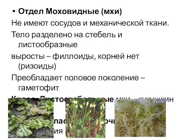 Отдел Моховидные (мхи) Не имеют сосудов и механической ткани. Тело разделено