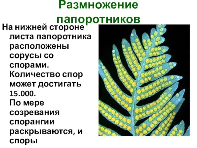 Размножение папоротников На нижней стороне листа папоротника расположены сорусы со спорами.