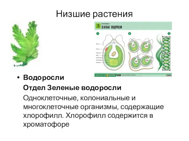 Низшие растения Водоросли Отдел Зеленые водоросли Одноклеточные, колониальные и многоклеточные организмы,