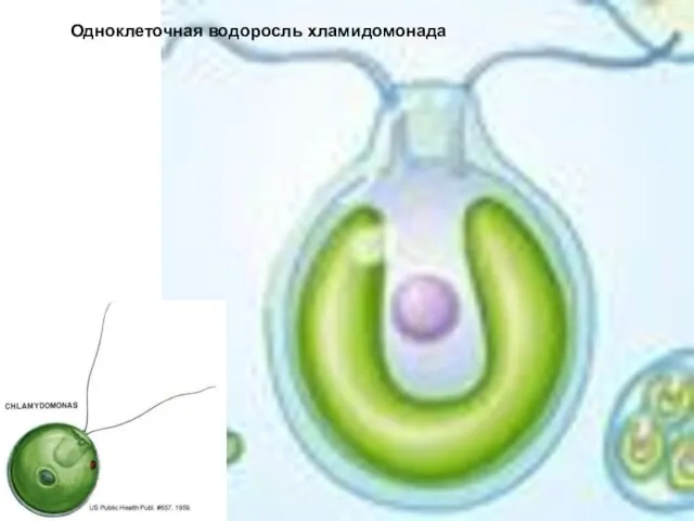 Одноклеточная водоросль хламидомонада