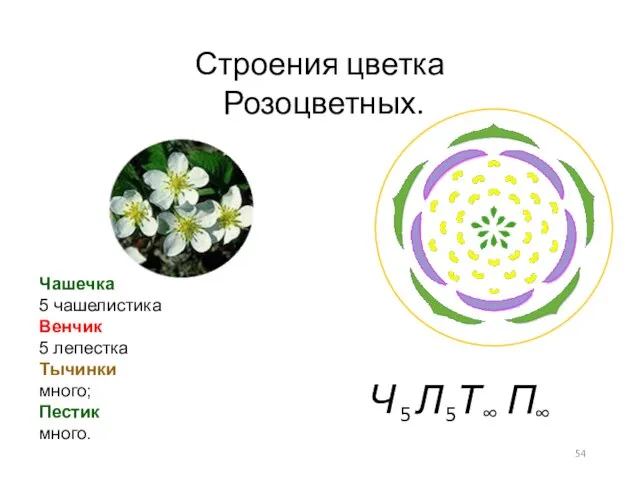 Строения цветка Розоцветных. Чашечка 5 чашелистика Венчик 5 лепестка Тычинки много; Пестик много.