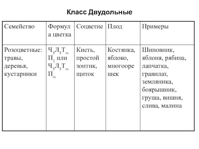 Класс Двудольные