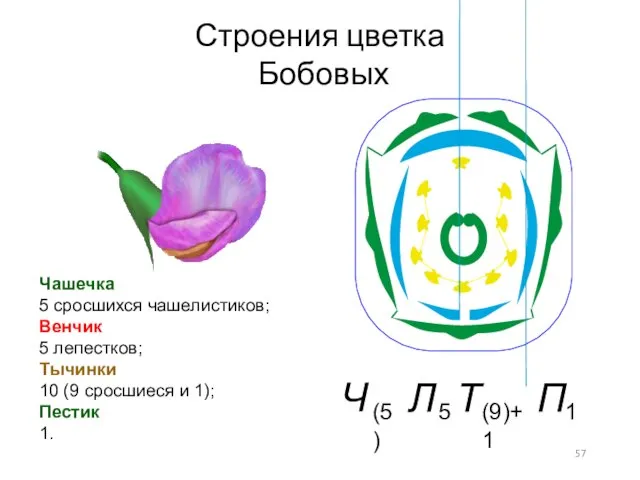 Строения цветка Бобовых Чашечка 5 сросшихся чашелистиков; Венчик 5 лепестков; Тычинки