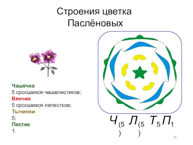 Строения цветка Паслёновых Чашечка 5 сросшихся чашелистиков; Венчик 5 сросшихся лепестков; Тычинки 5; Пестик 1.