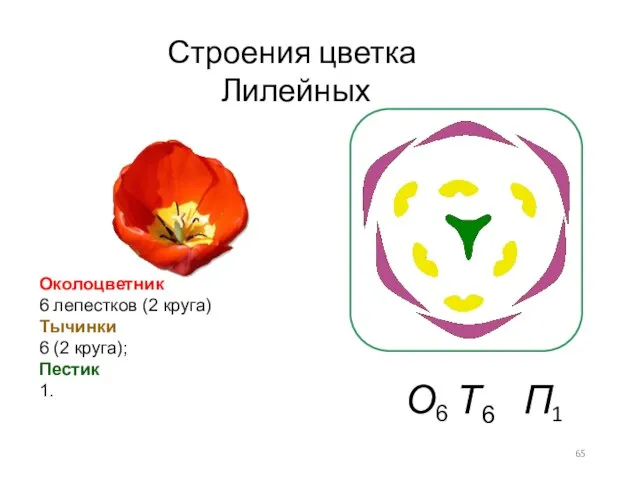 Строения цветка Лилейных Околоцветник 6 лепестков (2 круга) Тычинки 6 (2 круга); Пестик 1.