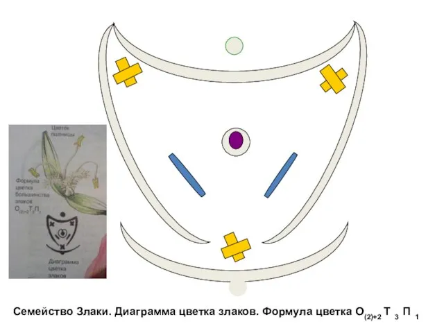 Семейство Злаки. Диаграмма цветка злаков. Формула цветка О(2)+2 Т 3 П 1