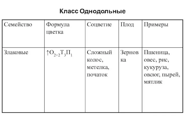 Класс Однодольные