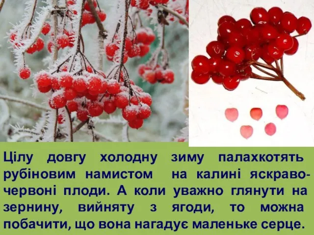 Цілу довгу холодну зиму палахкотять рубіновим намистом на калині яскраво-червоні плоди.
