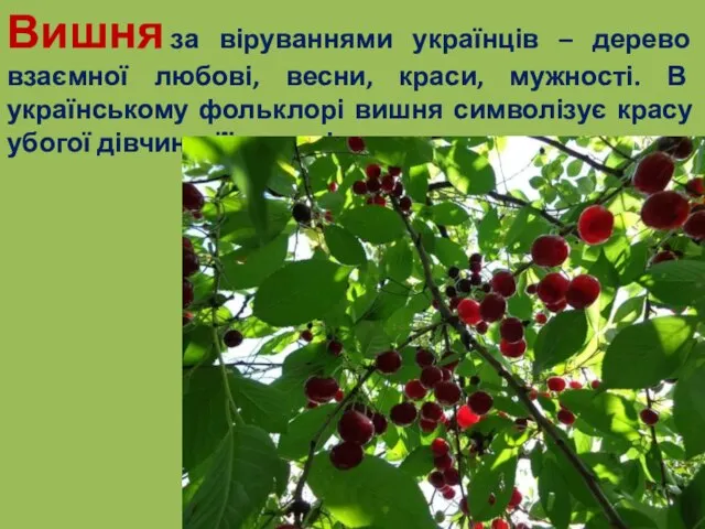 Вишня за віруваннями українців – дерево взаємної любові, весни, краси, мужності.