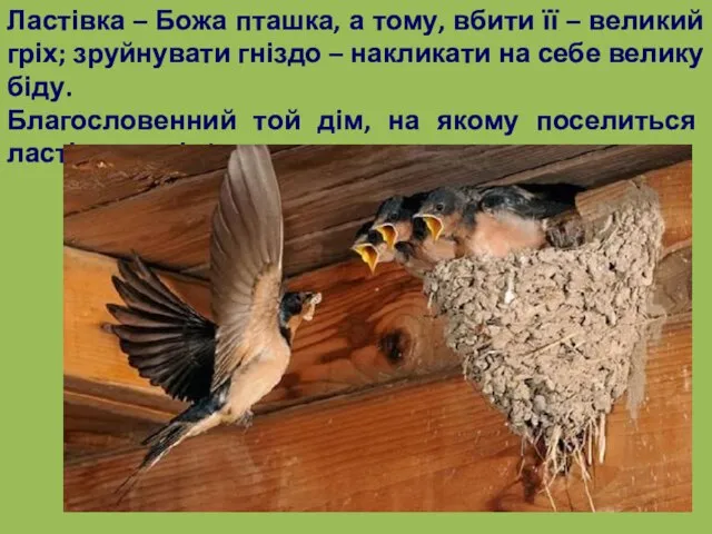 Ластівка – Божа пташка, а тому, вбити її – великий гріх;