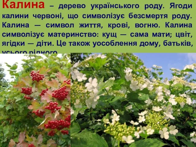 Калина – дерево українського роду. Ягоди калини червоні, що символізує безсмертя
