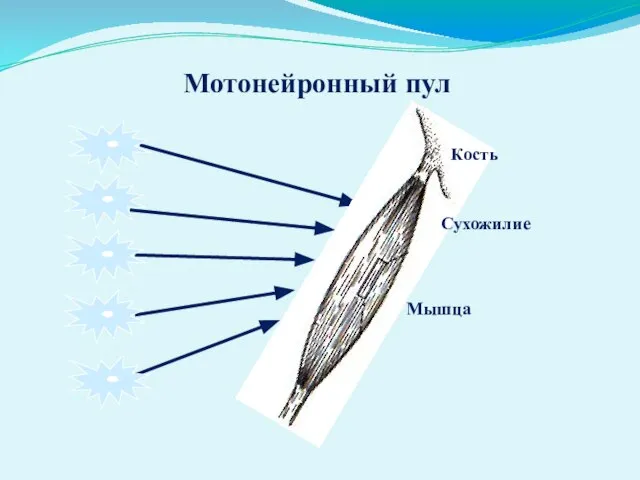 Мотонейронный пул Кость Сухожилие Мышца