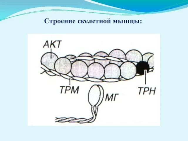 Строение скелетной мышцы: