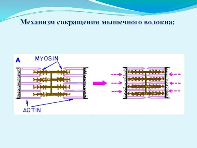 Механизм сокращения мышечного волокна: