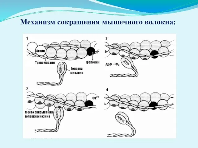 Механизм сокращения мышечного волокна: