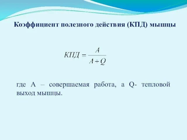 Коэффициент полезного действия (КПД) мышцы где А – совершаемая работа, а Q- тепловой выход мышцы.