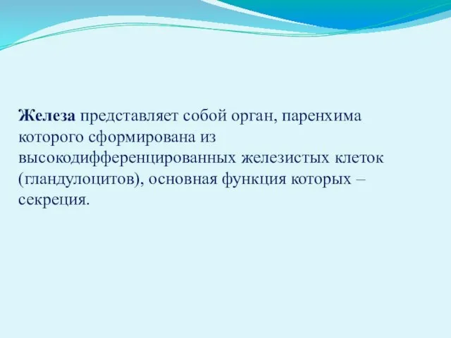 Железа представляет собой орган, паренхима которого сформирована из высокодифференцированных железистых клеток