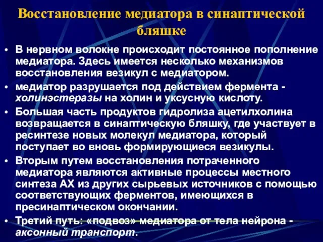 Восстановление медиатора в синаптической бляшке В нервном волокне происходит постоянное пополнение