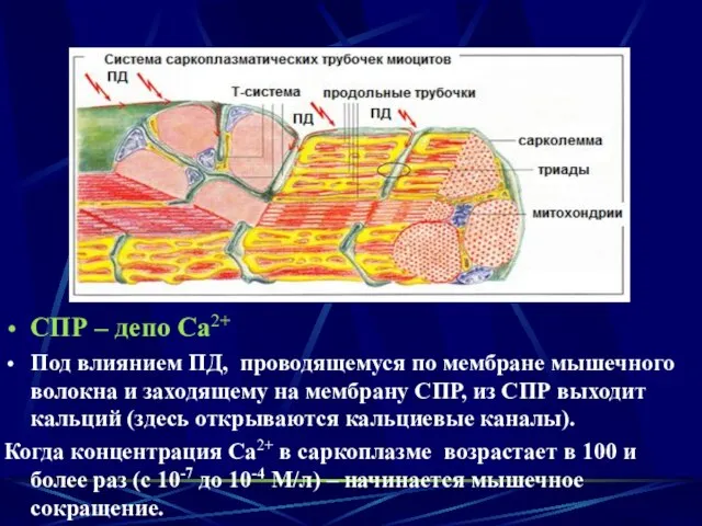 СПР – депо Са2+ Под влиянием ПД, проводящемуся по мембране мышечного