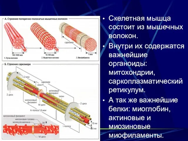 Скелетная мышца состоит из мышечных волокон. Внутри их содержатся важнейшие органоиды: