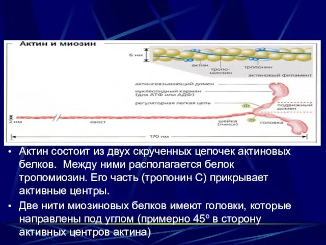 Актин состоит из двух скрученных цепочек актиновых белков. Между ними располагается