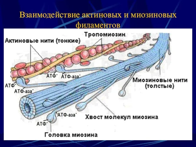 Взаимодействие актиновых и миозиновых филаментов