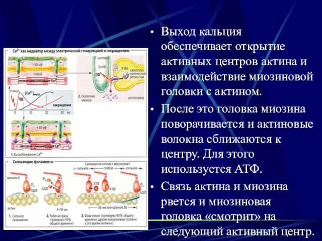 Выход кальция обеспечивает открытие активных центров актина и взаимодействие миозиновой головки