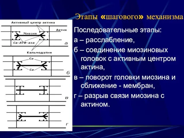 Этапы «шагового» механизма Последовательные этапы: а – расслабление, б – соединение