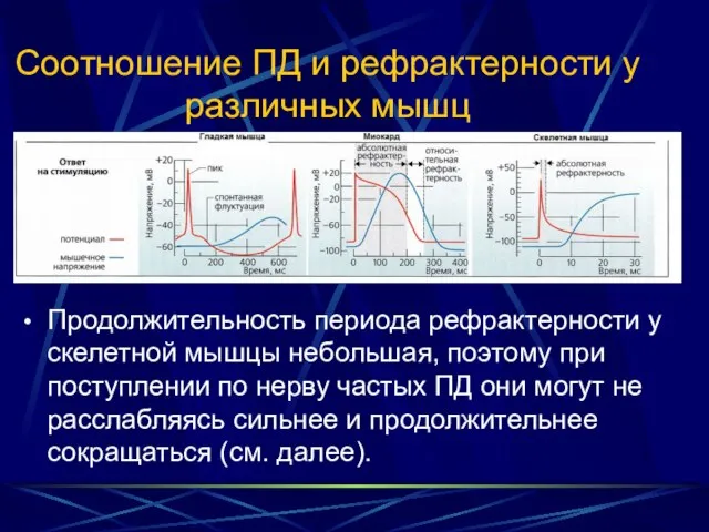 Соотношение ПД и рефрактерности у различных мышц Продолжительность периода рефрактерности у