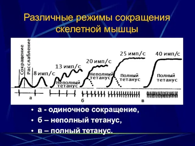 Различные режимы сокращения скелетной мышцы а - одиночное сокращение, б –